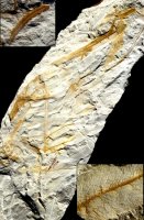 Thaumatopteris