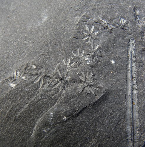 Annularia galioides