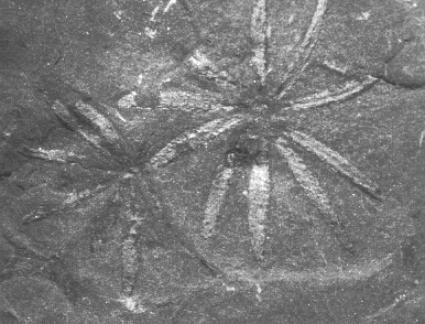 Annularia radiata