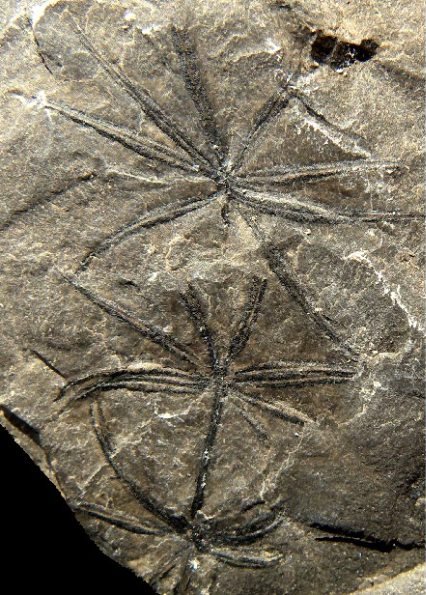 Annularia radiata