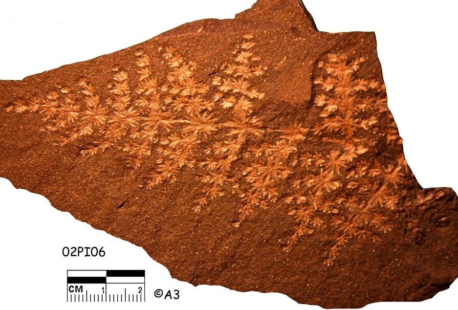 Annularia radiata