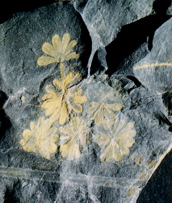 Annularia sphenophylloides