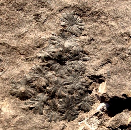 Annularia sphenophylloides