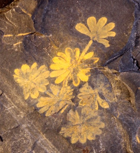 Annularia sphenophylloides