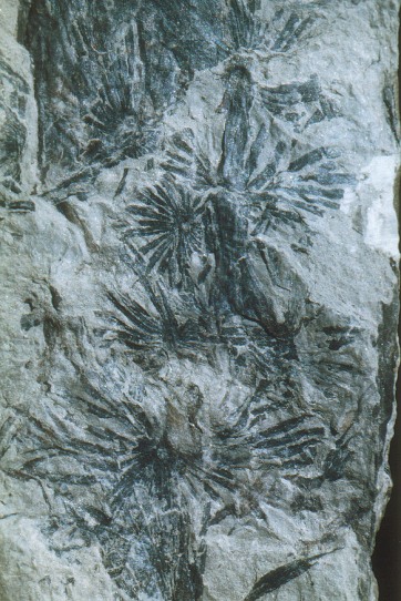 Annularia stellata