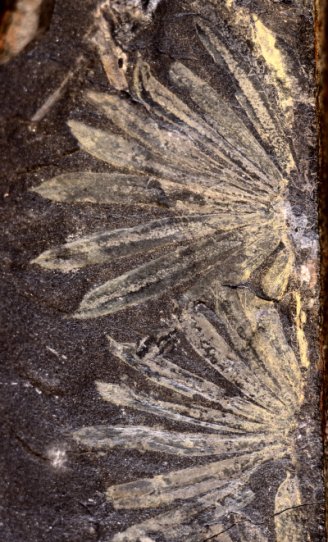 Annularia stellata
