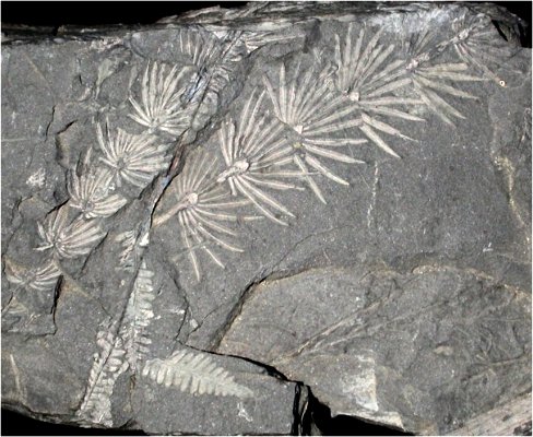 Asterophyllites equisetiformis