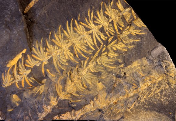 Asterophyllites equisetiformis