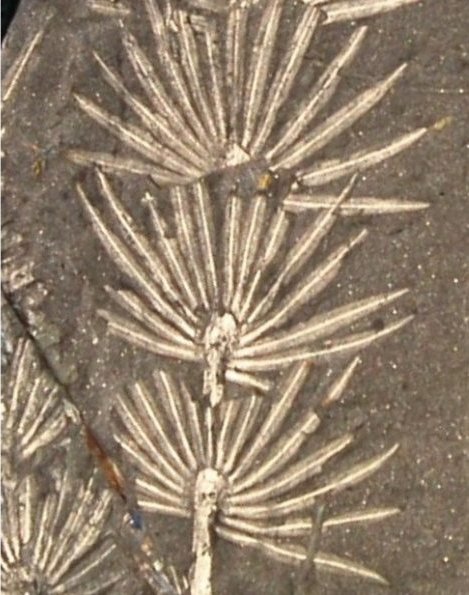 Asterophyllites equisetiformis