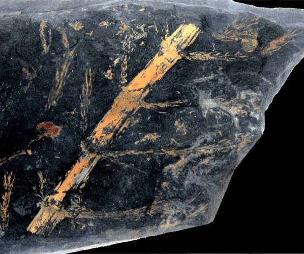 Astreophyllites grandis