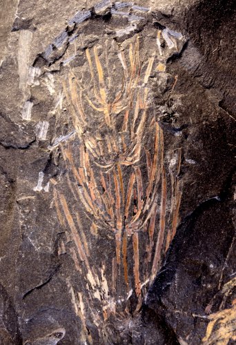 Asterophyllites longifolius