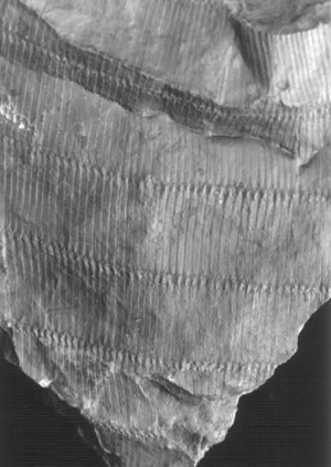 Calamites suckowi