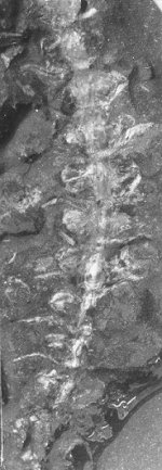 Calamostachys sp.