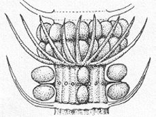 Calamostachys