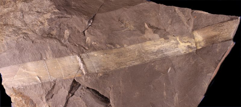 Calamites cistii