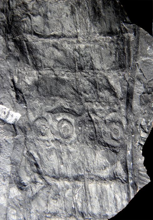Calamites goeppertii