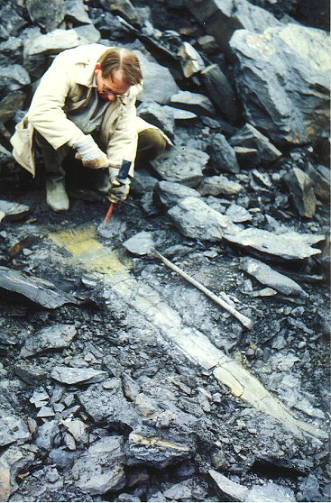 Calamites in de Piesberg