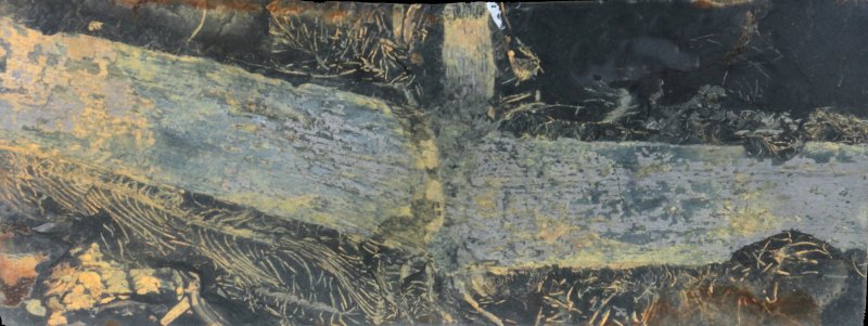 Rhizoom met worteltjes van Calamites