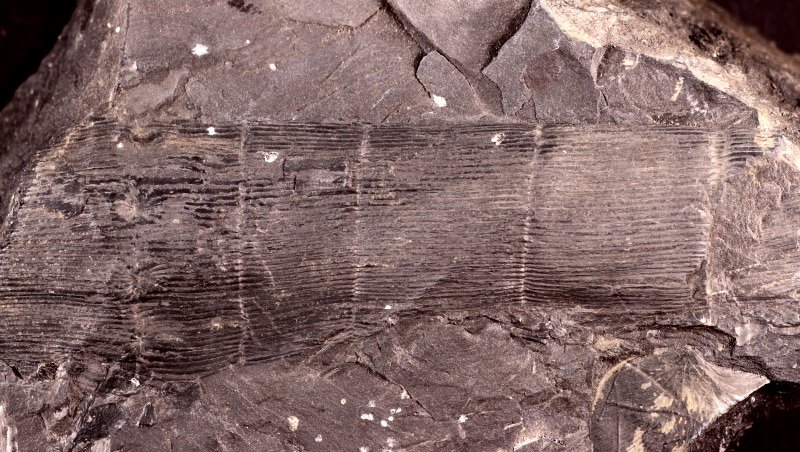 Calamites schuetzeiformis