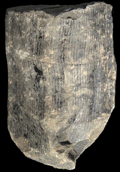 Calamites suckowii