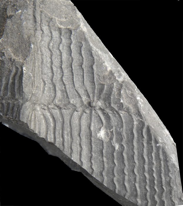 Calamites undulatus