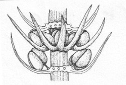 Palaeostachya