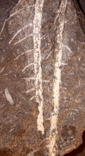 Pinnularia van de Piesberg