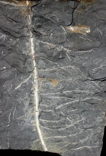 Pinnularia Piesberg