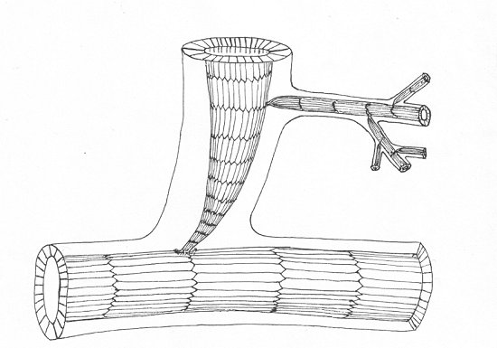 Reconstructie rhizoom
