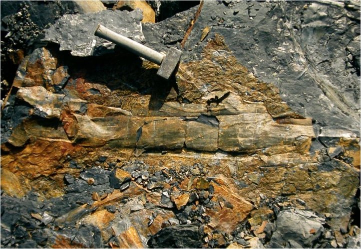 Stam van Calamites in de Piesberg