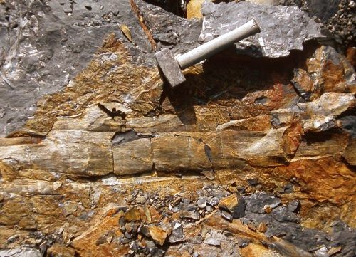 Stam van Calamites in de Piesberg