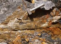 Calamites in de Piesberg