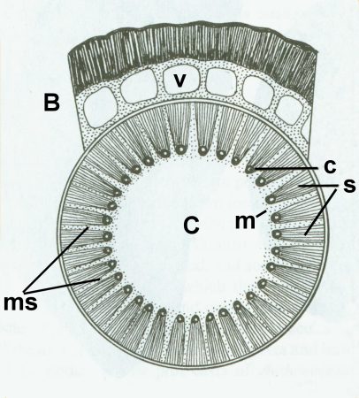Schema stam van Calamites