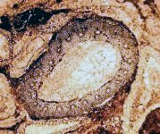 Stam van Calamites