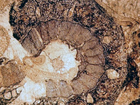 Coalball Calamites