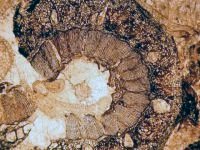 Stam van Calamites