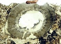 Stam van Calamites