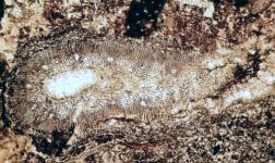Stammetje van Calamites