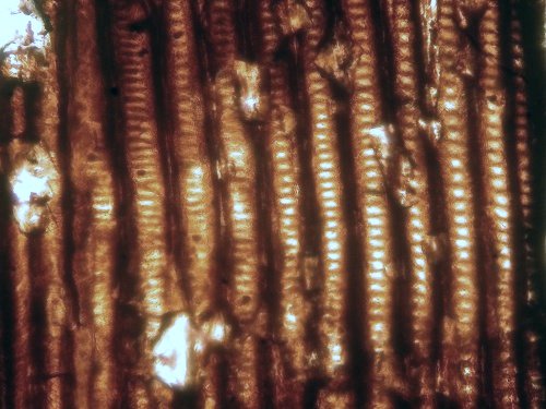Trache&iuml;den van Calamites