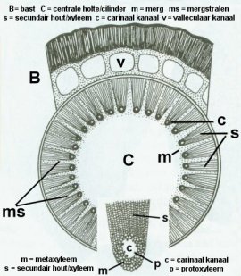 Schema Calamiteshout