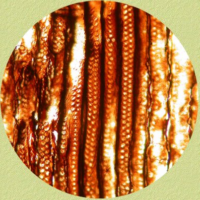 Araucaroide stippeling 200 x