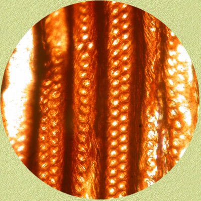 Araucaroide stippeling 400 x