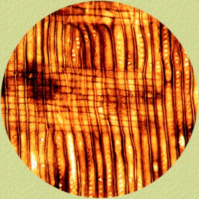 Cross-field section