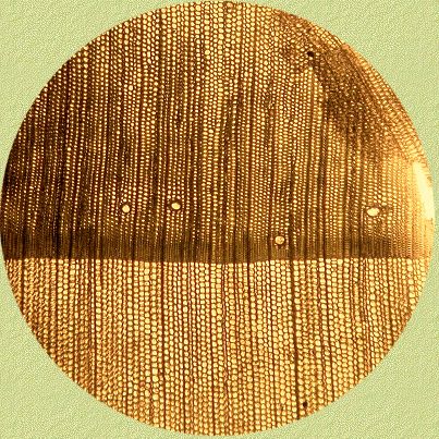 Harsgang in recent Pinus-hout