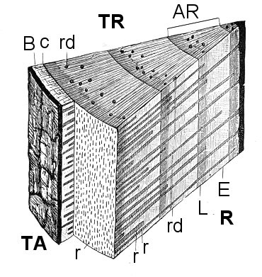 Piece of conifer wood