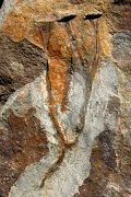 Cooksonia