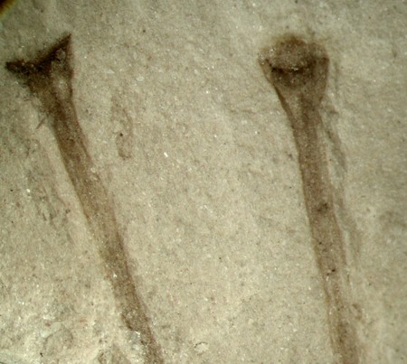 Cooksonia paranensis