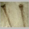 Cooksonia paranensis