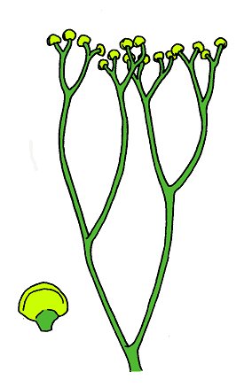 Reconstructie van Cooksonia caledonica