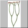 Cooksonia caledonica